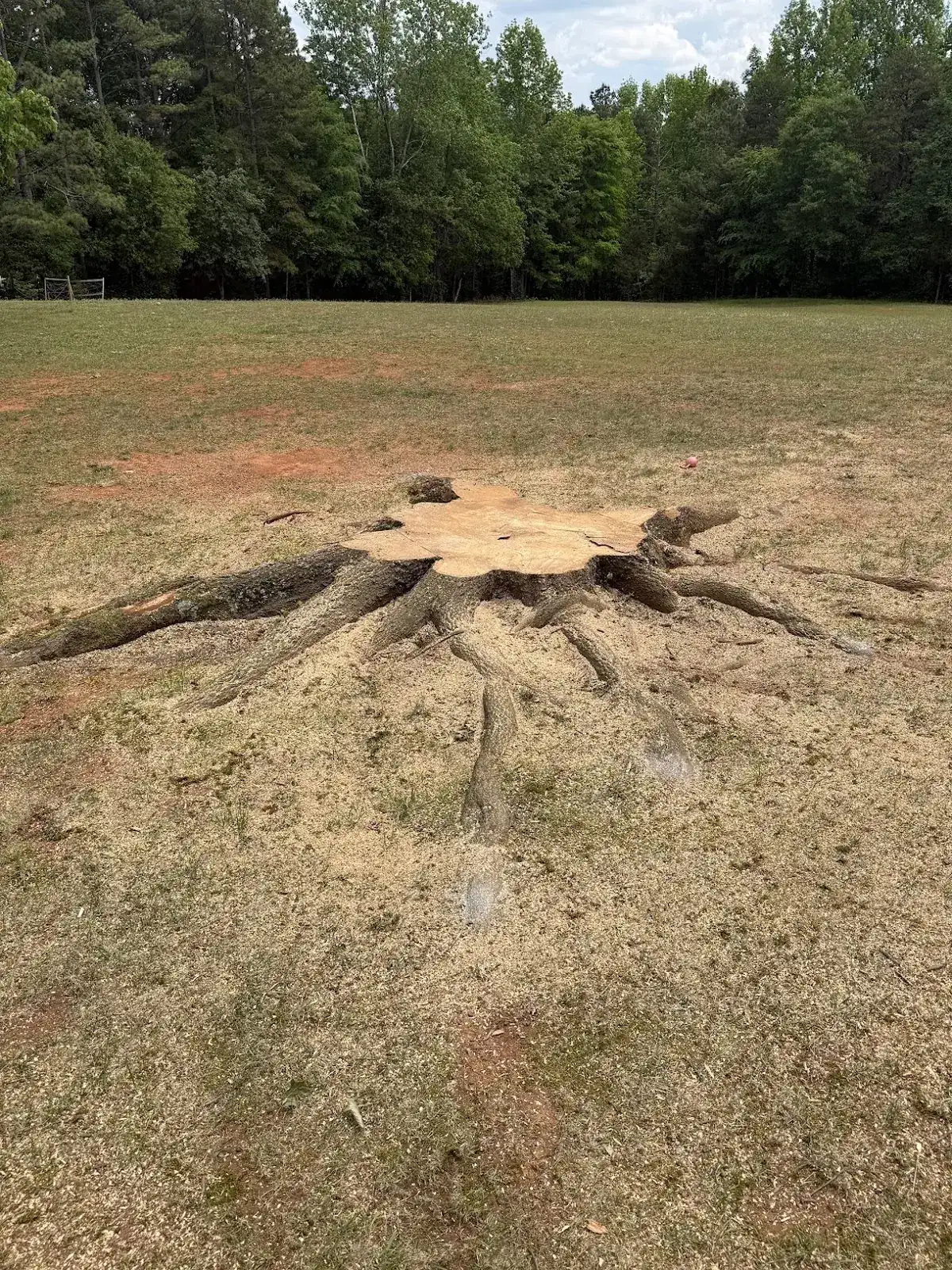 Tree stump ready for grinding by Jenkins All Terrain near China Grove, NC